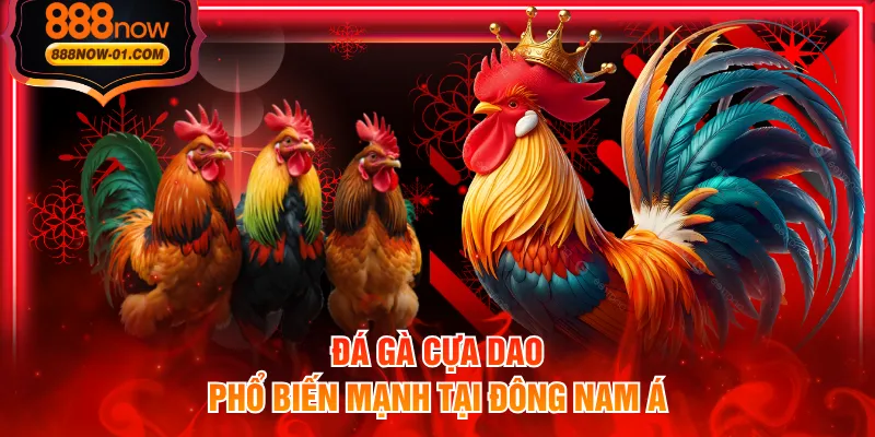 Đá gà cựa dao phổ biến mạnh tại Đông Nam Á